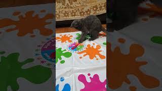 кот-игрок 