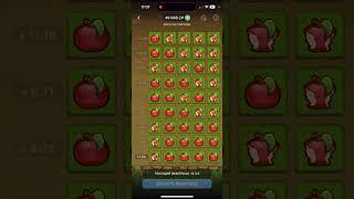 Моя лучшая стратегия 1xbet apple of fortune #1xbet #1xgames #1хбет #melbet #занос