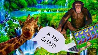 Слот CRAZY MONKEY раздаёт деньги. Моя игра. Казино Вулкан.
