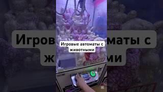 Игровые автоматы с живыми рыбками 