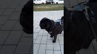 Рулетка ВБ 111647586, Не усложняй! #собаки #собака #поводок #поводокрулетка #шпиц #мопс #йорк