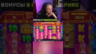 Зубарев самый большой выигрыш в Дог Хаус | Заносит в Dog House Megaways #bigbamboo #казино #shorts