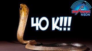 КОБРА УМЕЕТ УДИВЛЯТЬ И ЗАНОСИТЬ 40 000 РУБЛЕЙ В КАЗИНО ВУЛКАН НЕОН!!!