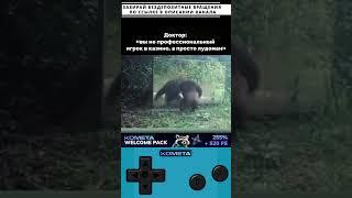Вы не проф игрок в казино а просто лудоман #мемы #приколы #казино #shorts