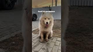 Рулетка артикул Wb #ww314152 ( копируйте артикул с буквами WW)
